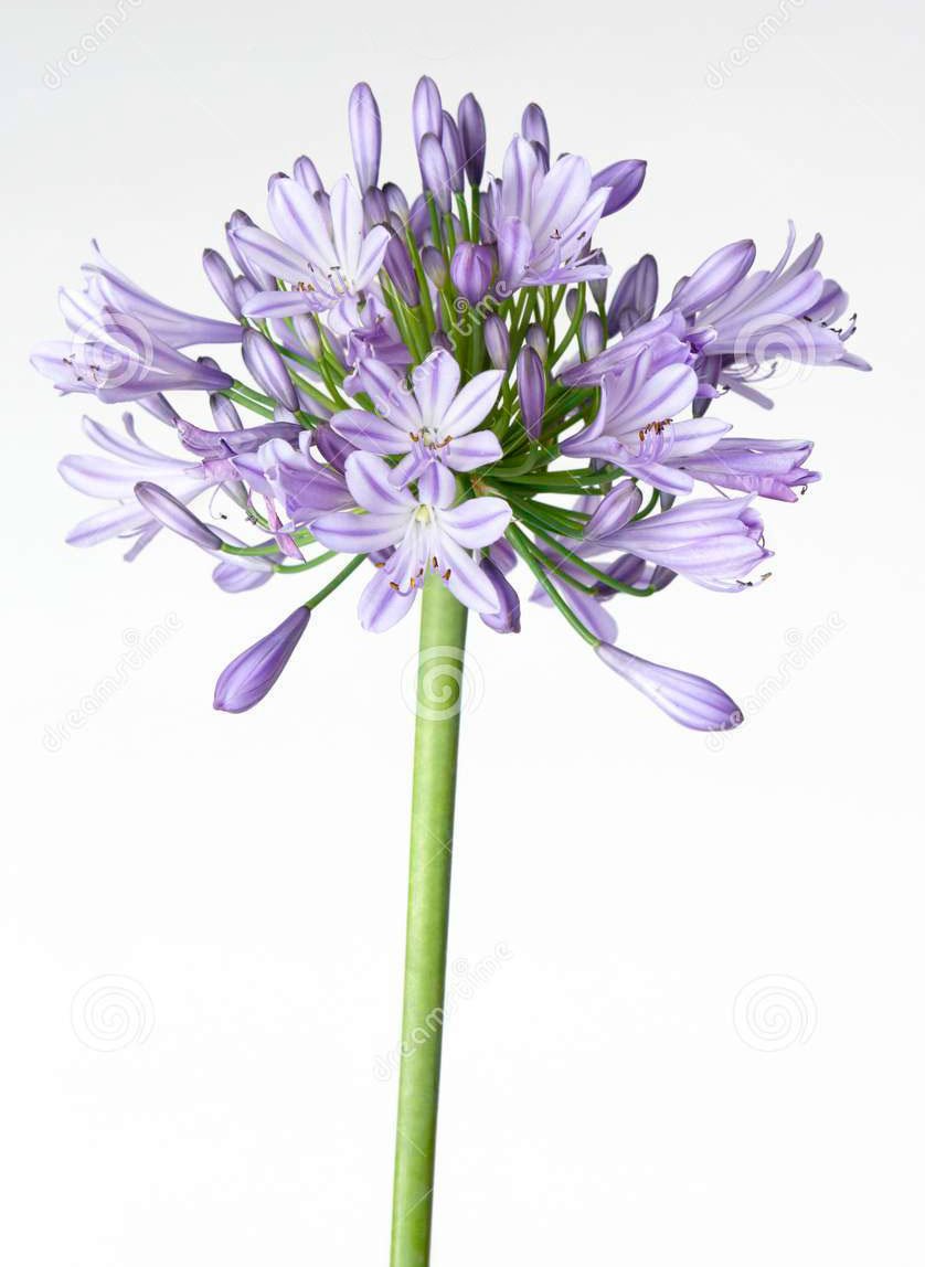 FIORI bouquet AGAPANTHUS - Daniele Panareo fotografo Lecce